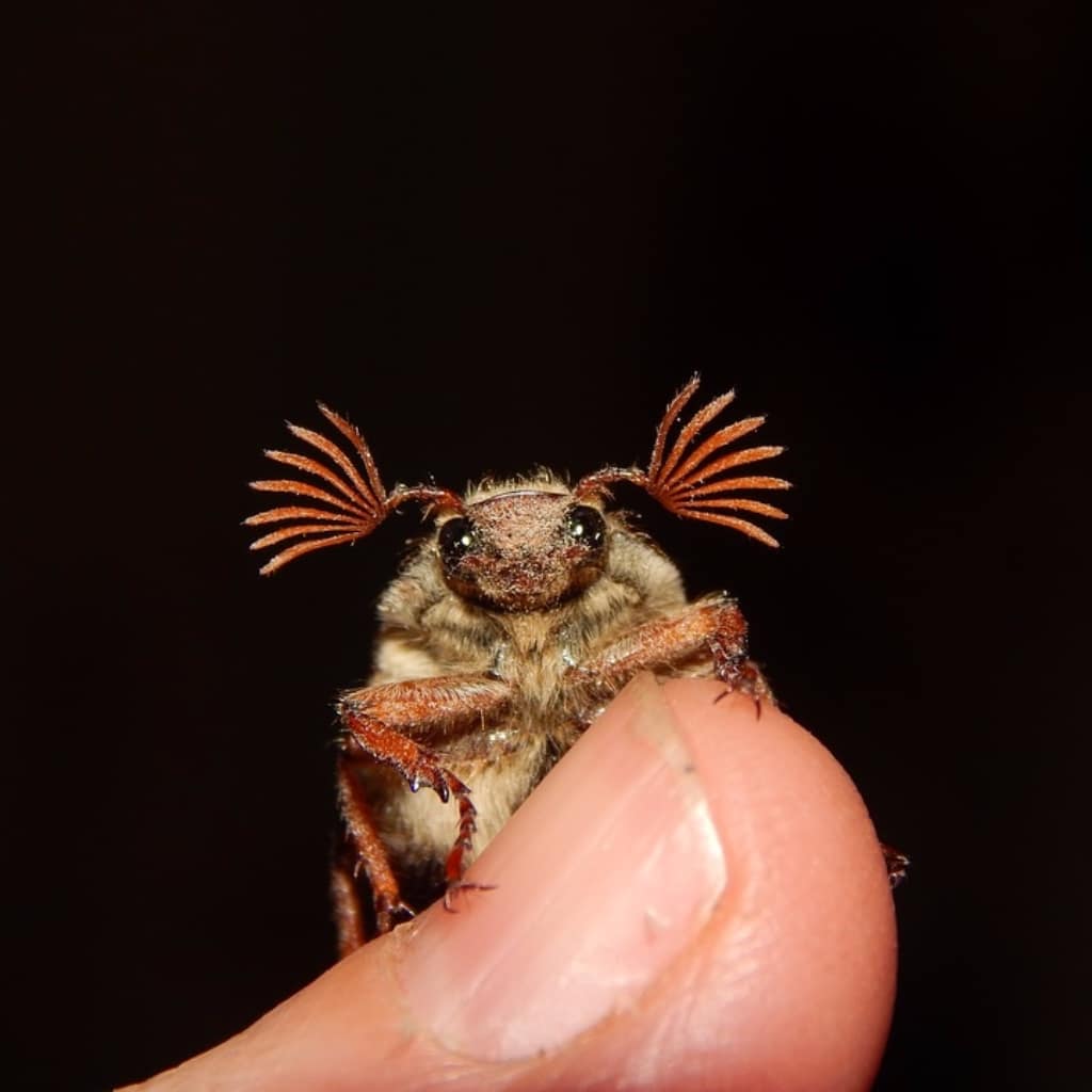 foto colorida de um polegar humano com um bichinho pousado