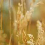 Emoção inteligente?