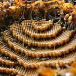 Um saber novinho em folha