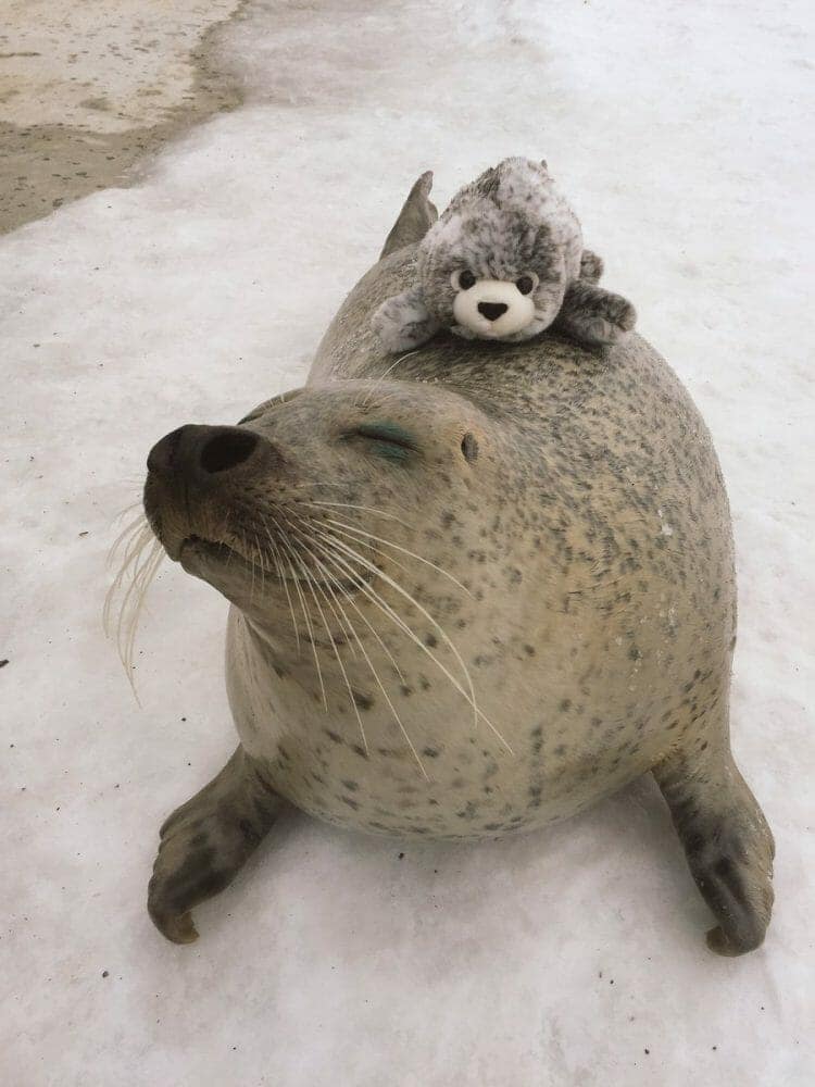 imagem de foca com uma pequena foca de pelúcia no seu dorso num ambiente de neve